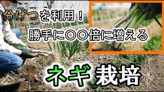 家庭菜園だからできる、分げつを利用して○○倍に増やすネギ栽培