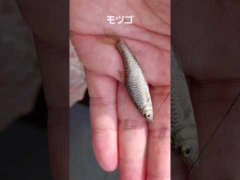 モツゴ釣れた！