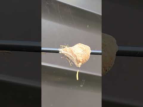 【季節外れ】カマキリが生まれた