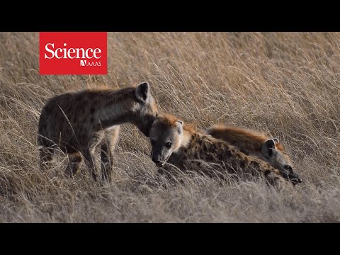 Mom’s powerful friends keep high-ranking hyenas on top