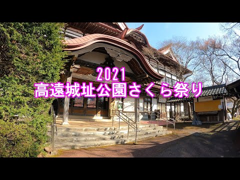 3/30現在　高遠城址公園2021さくら祭り