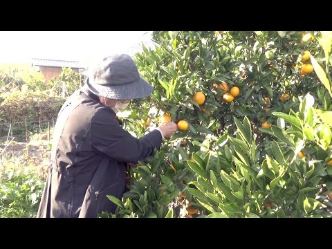 因島みかん狩り