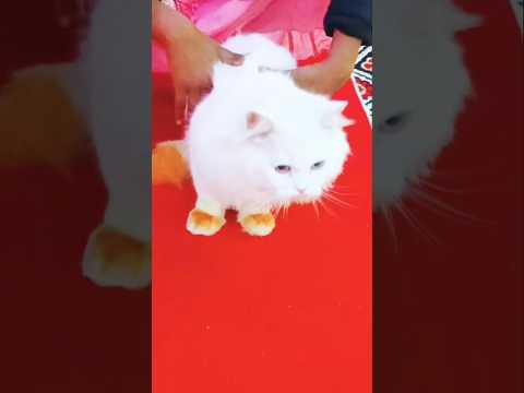 As persian cats do when they hear any sound #cat #viralvideo #shorts #trending #foryou