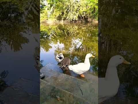 হাঁস পালন😍😘#duckhusbandry#duck#husbandry#nature#village#viral#shorts#ybshorts