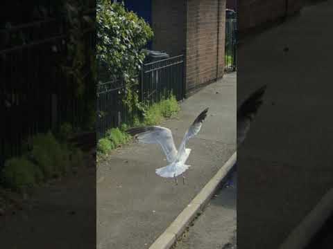 Google Maps Caught Seagull Mid Flight #shorts