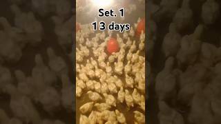 #youtube #chicken #poultrydays #chickenfarming #youtubeshorts #poultry #farming #13days#