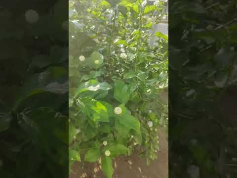 బొండు మల్లెలు | #garden |#kanvithaskitchen | #shorts