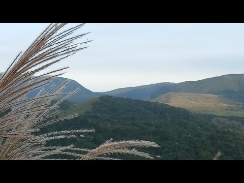 陽明山冷水坑芒草花 Live