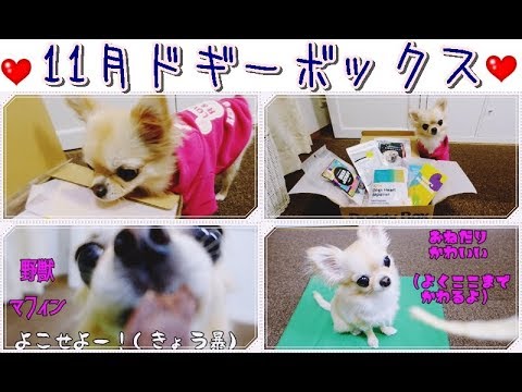 ホントは野獣？🐯可愛い？🐶11月のドギーボックス🎁でわかるよ！チワワ💖~Is  chihuahua a beast? or  cute dog?  November Doggy Box🎈