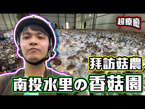 【尋農高手】拜訪南投水里的香菇園！一大片香菇超療癒！樸實與真誠的互動是拜訪農家時最快樂的感動。【創業實境小記】