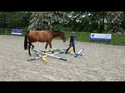 Horse Exercises | Scatter Poles