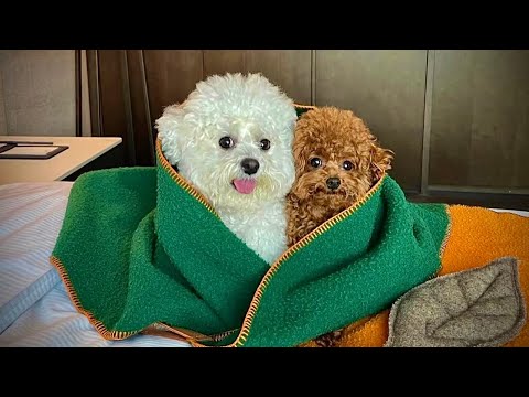 When your dog is more like your children than a pet 🤣🤣Funny Dog Video 2025