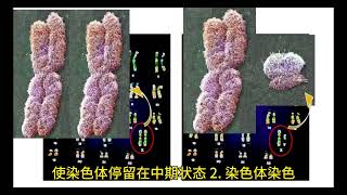 探秘染色体分析仪：遗传信息的解密者