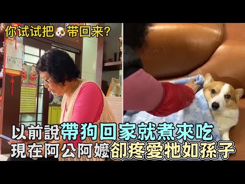 以前說帶狗回家就煮來吃,現在阿公阿嬤卻疼愛牠如孫子！｜狗狗｜寵物｜狗｜搞笑｜柯基