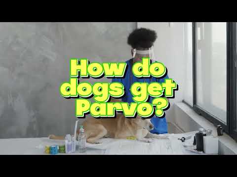 How do dogs get Parvo? | Paano nagkakaroon ng Parvo ang mga aso?