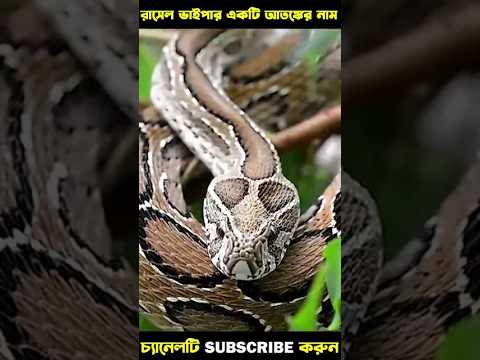 রাসেল ভাইপার কতটা ভয়ংকর সাপ 😱😱 Dangerous Russell's Viper Snake 2024 | ‍Snake News 2024 | #shorts