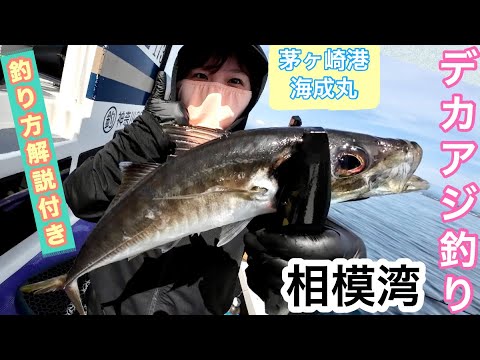 【ビシアジ釣り】ビシアジ初挑戦でデカアジ連発!?脂ノリノリ旬の極上鯵を狙う