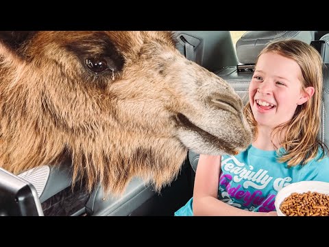 There's a CAMEL in our car !!!