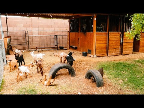 Baby Goats JUMPING, PLAYING, RUNNING, & FIGHTING 😂