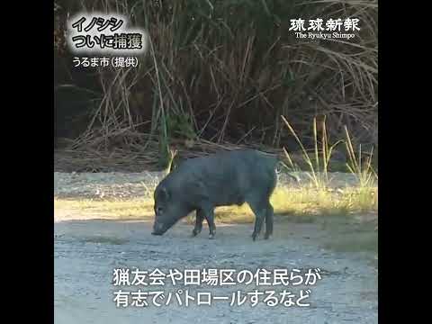 イノシシついに捕獲　目撃情報受け  住民２週間警戒