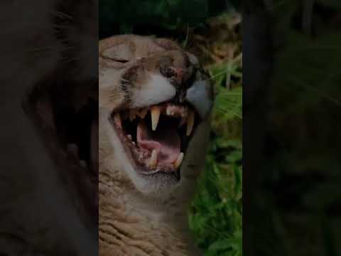 Wild Animals in The World #animals #shorts #youtubeshorts