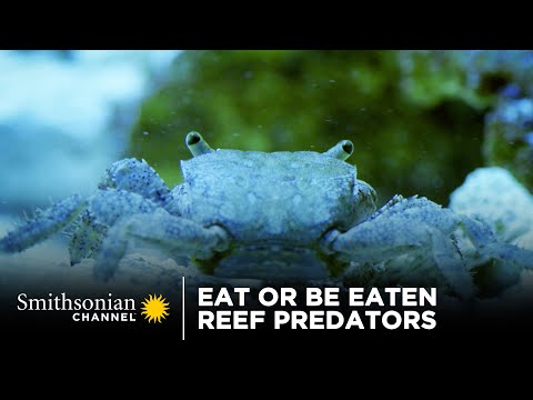 Eat Or Be Eaten: Reef Predators 🦈 Smithsonian Channel