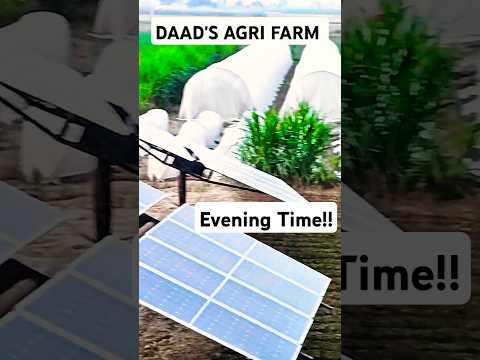 Evening Time AT DAAD'S AGRI FARM || #farming #villagefields #shortvideo #agriculture #farmer