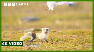 Fox and Geese Battle it Out for Eggs | A Perfect Planet | 4K UHD | BBC Earth