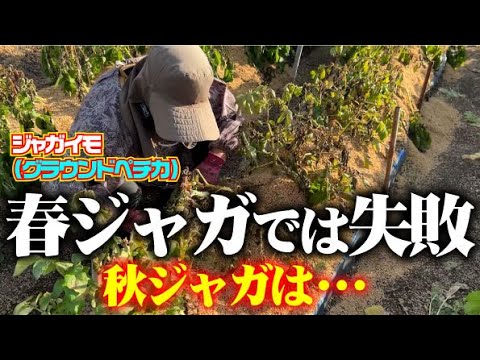 【どうしても欲が出る・・・】ジャガイモ収穫【ジャガイモ】【グラウンドペチカ】【デストロイヤー】