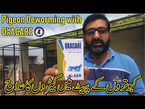 Pigeon Deworming With Oxacare | Kaboter k Pait Mai Keeron Ka Ilaj | Waleed Alam