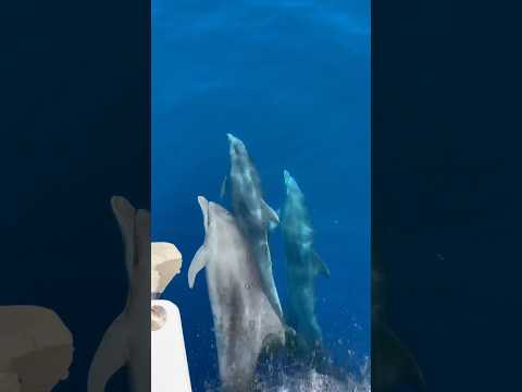 Amazing experience with @blutopiarhodes #dolphins #rhodes #travel #travelvlog #dolphin #sea #hot￼