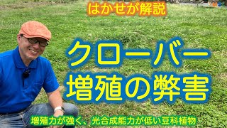 はかせが解説【クローバーの増殖の弊害】増殖力が強く、光合成能力の低い豆科植物