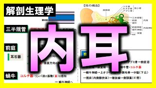 【解剖生理学（感覚器系）】内耳