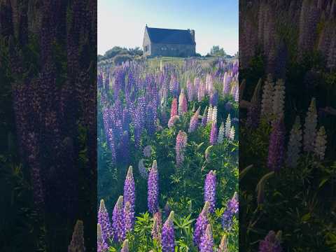 Best time of the year in Lake Tekapo #newzealand #lupins #nature #relaxing