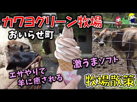 【青森おでかけ】エサやりで羊に癒される！牧場ソフト＆ヨーグルトが激ウマ！BBQやキャンプもできる「カワヨグリーン牧場」 （おいらせ町グルメ）