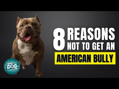 8 Reasons Why You Should Not Get an American Bully