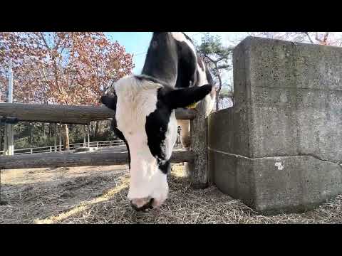 推し牛オレオちゃん🐮　ホルスタイン　埼玉県こども動物自然公園 にて　2024年12月21日