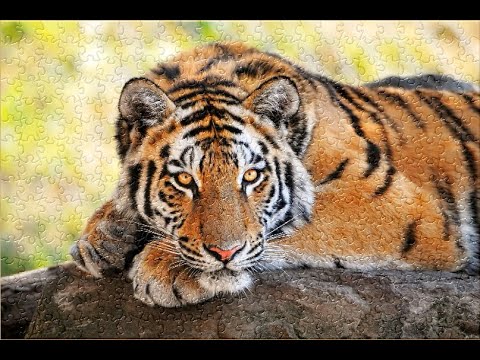 Tiger | Speed up jigsaw puzzle 快轉拼圖| Satisfying Video