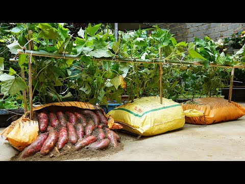 Growing Potatoes In Sacks Is Easy And Surprisingly Effective