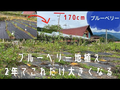 ブルーベリー地植え栽培２年間の成長記録