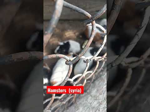 hamsters (syria) i found in buzurga da behda located in Samba district | #shortsfeed #jammu