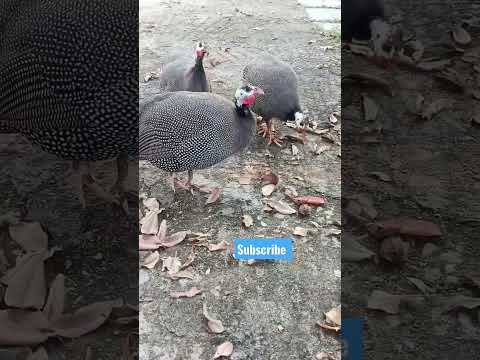 #helmeted guineafowl #helmeted guineafowl sound #helmeted guineafowl in hindi #helmeted guinea fowl