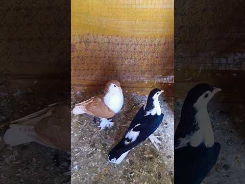 Yellow 💛 And Black 🖤 Lahori Seraji Pigeon Pair In Darbhanga Bihar 🤯 // Fancy Kabootar #shots #shorts