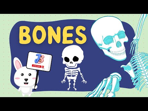 Bones: Discover the Fascinating World of Human Skeleton |Educational Video for Kids |Types of Bones