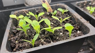 How to grow vegetable, flower seeds indoors for your garden