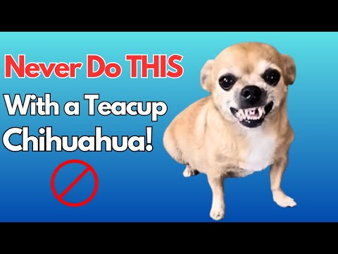 10 Things You Should Never ❌ Do With A Teacup Chihuahua Dog❗