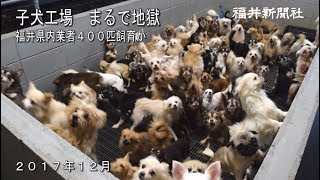 すし詰め子犬工場「まるで地獄」ー Jam-packed puppy mill "Just like a hell"