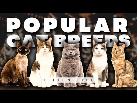 11 Most Popular Cat Breeds in 2022 (Part 2)