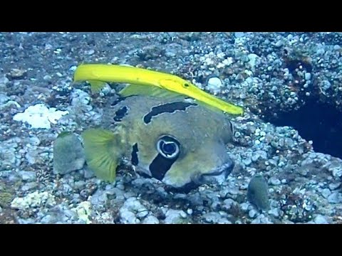 奇妙なコンビ発見‼ Black-blotched porcupinefish and trumpetfish in Liberty wreck tulamben