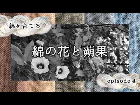 綿の花と蒴果／綿を育てる episode 4